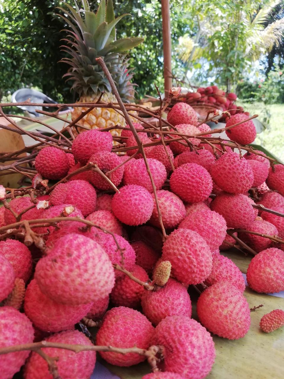 Agro-camping Ampasinambo