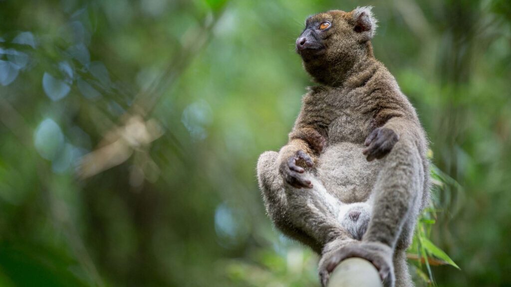 Circuit Toamasina Andasibe