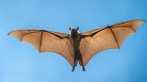 Chauve-souris