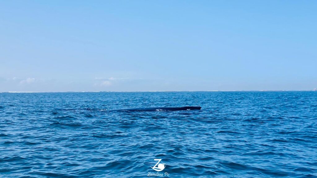 Baleine à boss à l'île aux Prunes