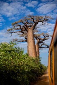 Baobabs à Madagascar