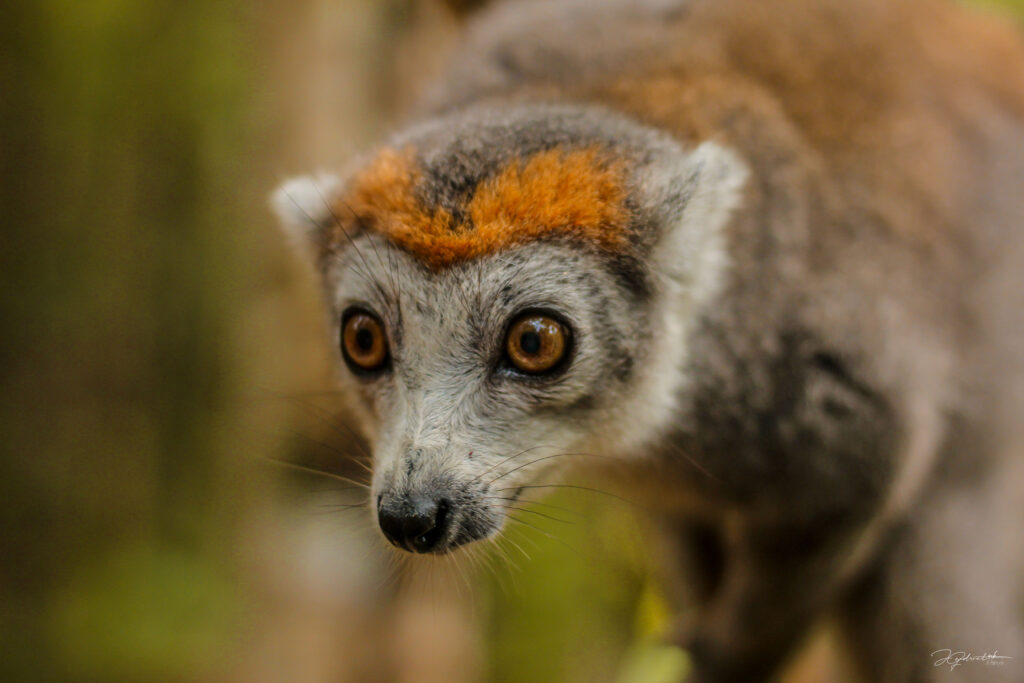 Lémuriens à Madagascar
