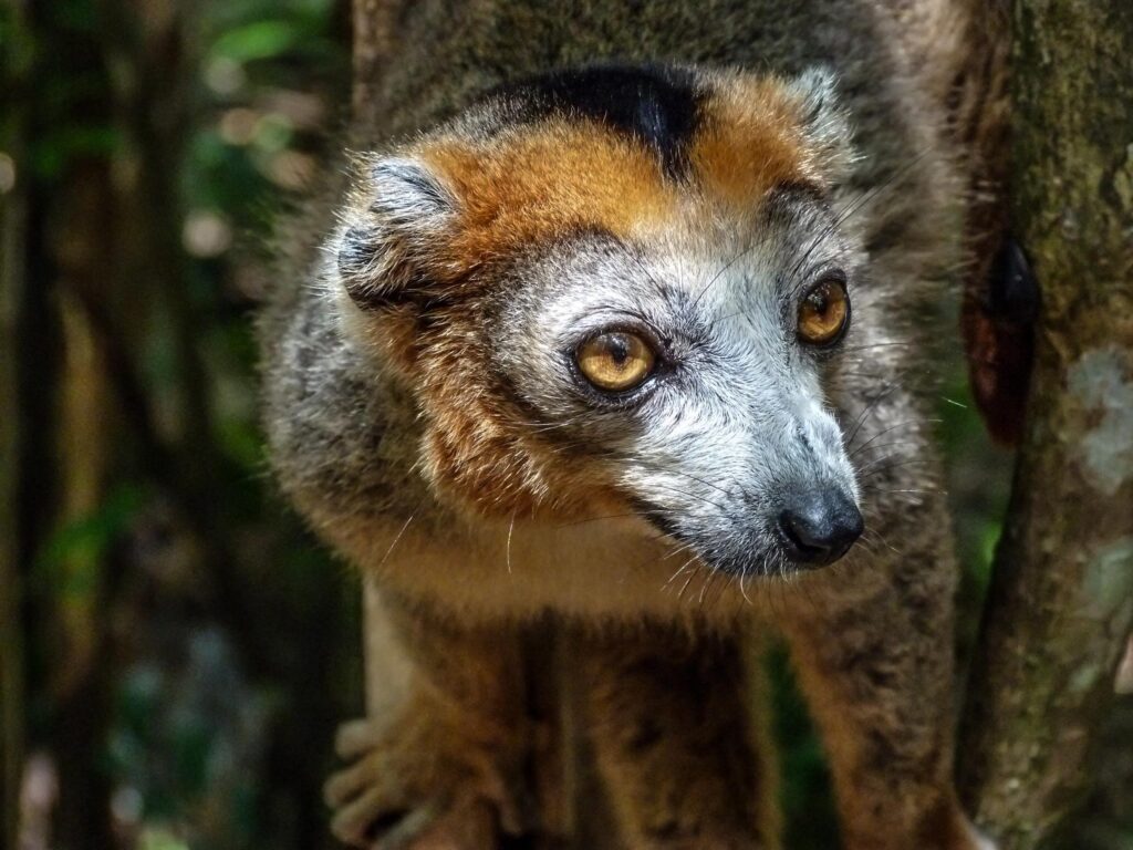 Excursion à Toamasina
